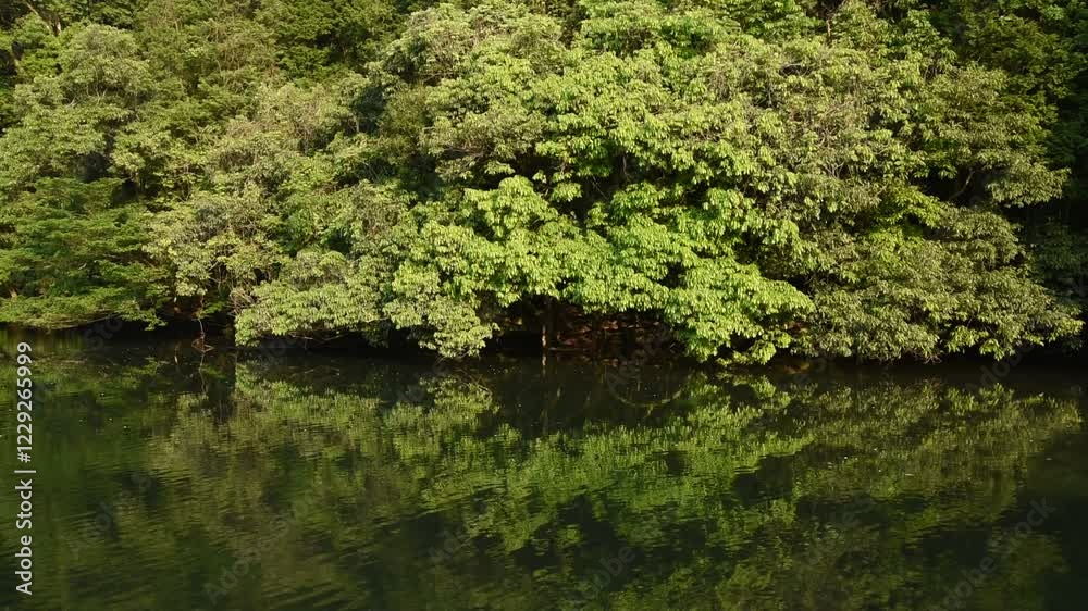 Canvas Prints 照葉樹がメインの森と池の水鏡