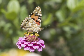 Painted lady (Vanessa cardui) on Zinnia (Zinnia elegans), Hesse, Germany, Europe