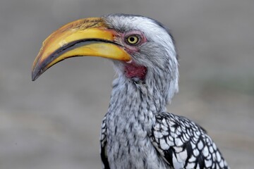 Southern Yellow-billed Hornbill (Tockus leucomelas), animal portrait, Savuti, Chobe National Park, Bostwana