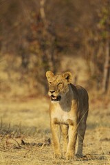 Lion (Panthera leo), female, Savuti, Chobe National Park, Botswana, Africa