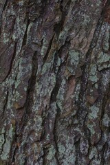 Lichen on tree bark, Germany, Europe