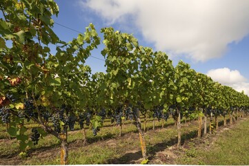 Blue grapes on vines, Kenzingen-Hecklingen, Baden-Württemberg, Germany, Europe