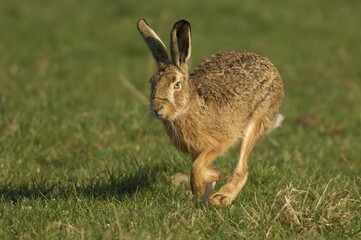 Hare (Lepus europaeus) running in a meadow, North Rhine-Westphalia, Germany, Europe