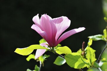 Blossom of the tulip magnolia (Magnolia x soulangeana), Amabilis cultivar