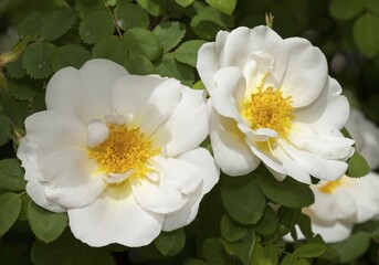 Shrub rose (Rosa), North Rhine-Westphalia, Germany, Europe