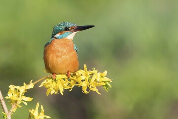 Kingfisher (Alcedo atthis) on forsythia branch, Hesse, Germany, Europe