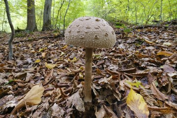 Parasol mushroom (Macrolepiota procera) in the forest, Arnsberger Wald nature park Park, North Rhine-Westphalia, Germany, Europe