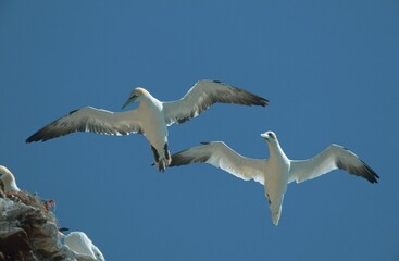 Obraz premium Northern Gannets, Helgoland, Schleswig-Holstein, Germany (Morus bassanus, Sula bassana)