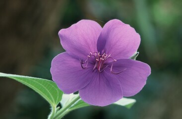 Princess Flower (Tibouchina granulosa)