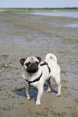 Obraz premium Pug dog, beach