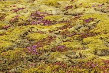 Ground vegetation with moss and early flowering thyme (Thymus praecox), Island