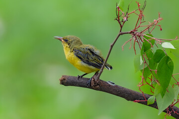 olive-backed sunbird feeding the chick