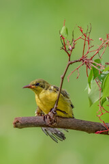 olive-backed sunbird feeding the chick