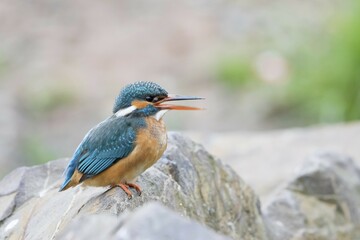 Calling female Kingfisher (Alcedo atthis) on stone, Hesse, Germany, Europe