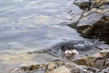 Gentoo penguin jumping into the Southern Ocean and swimming.