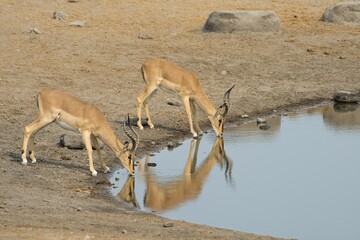 Black-faced Impalas (Aepyceros petersi), at a waterhole, Etosha National Park, Namibia, Africa