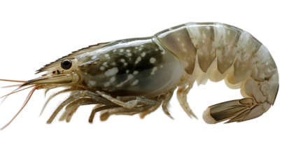 Close Up Of A Gray And White Spotted Shrimp On Black Background