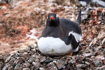 Single gentoo penguin. Penguins in Antarctica.