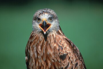 Red Kite (Milvus milvus)
