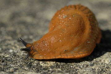 Red Slug (Arion rufus) Deutschland, Europe.
