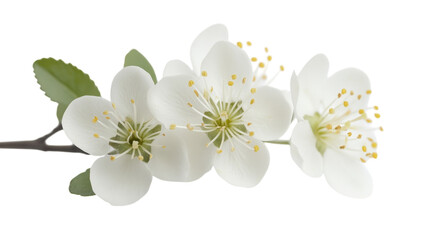 Obraz premium Beautiful white blossoms with delicate petals and green leaves in a simple arrangement showcasing spring's charm