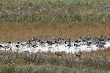 Barnacle geese (Branta leucopsis) and greylag geese (Anser anser) standing in puddle on meadow, East Frisia, Germany, Europe