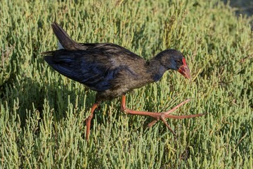 Purple Grouse (Porphyrio porphyrio), foraging in Glassworts (Salicornia), wetland, Albufera nature park Park, Majorca, Spain, Europe