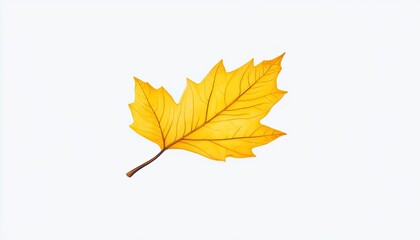 Bright yellow maple leaf isolated on a clean white background, showcasing its intricate vein patterns and texture