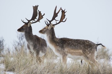 Fallow deer (Dama dama) in the snow, North Holland, Netherlands