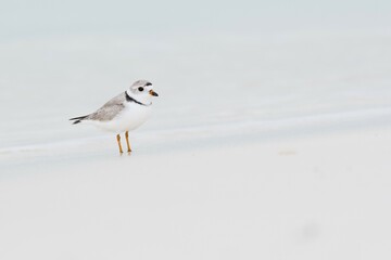 Kentish plover (Charadrius alexandrinus) standing by the water, Cayo Santa Maria, Cuba, Central America