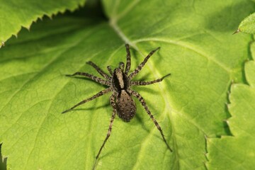 Wolf spider (Pardosa) sunbathing on a leaf, Baden-Württemberg, Germany, Europe