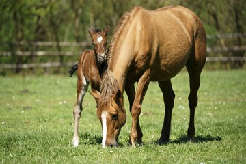 Fototapeta premium Domestic horses, brown mare with foal grazes on pasture, Germany, Europe