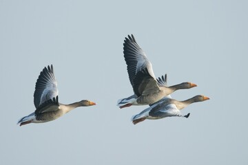 Obraz premium Greylag Geese (Anser anser) in flight, East Frisia, Lower Saxony, Germany, Europe