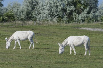 Fototapeta premium Austria-Hungarian white donkey (Equus asinus asinus), standing on pasture, Neusiedler-See national park , Burgenland, Austria, Europe