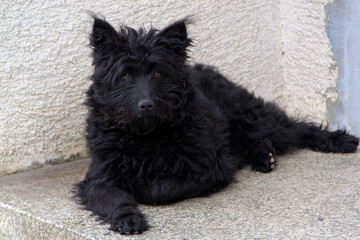 One of the oldest breeds in the world, the Pulin