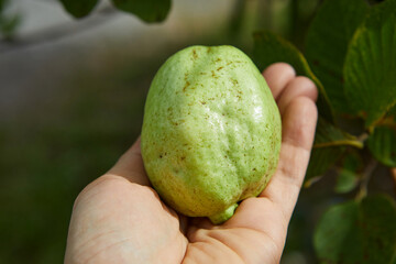 Close-up view of ripe guava fruit on hand