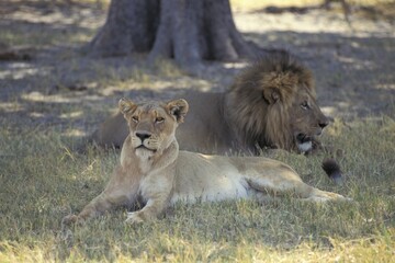 Lions couple South Africa