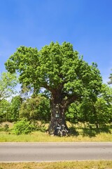 Fototapeta premium 350 year old oak (Quercus sp.) tree, Kurfürsteneiche, Biegenbrück, Müllrose, Brandenburg, Germany, Europe