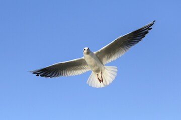 Black-headed gull (Chroicocephalus ridibundus) in flight, blue sky, Kemnade, North Rhine-Westphalia, Germany, Europe