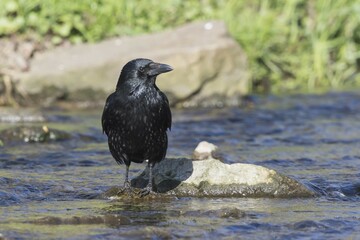 Carrion crow (Corvus corone) standing on stone in water, Hesse, Germany, Europe