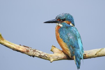 Common kingfisher (Alcedo atthis) on perch, Spree near Cottbus, State of Brandenburg, Germany,...
