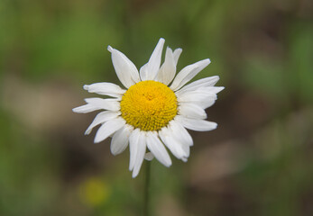 Obraz premium white daisy with yellow center surrounded with bokeh