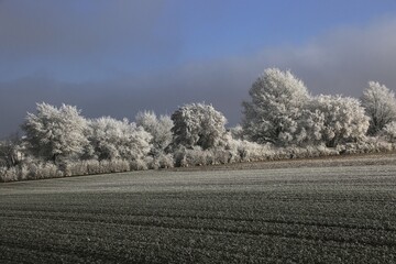 Trees, bushes with hoarfrost, fields, Upper Swabia, Baden-W&uuml;rttemberg, Germany, Europe