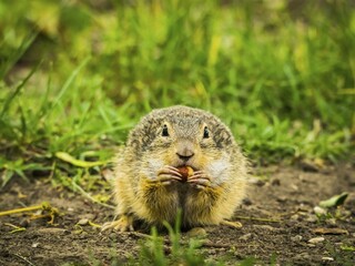 European Suslik (Spermophilus citellus) gnaws on nut, Burgenland, Austria, Europe