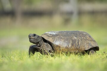 Gopher tortoise (Gopherus polyphemus) in grass, Florida, USA, North America