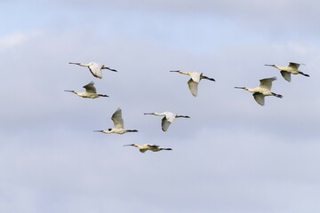 Common spoonbills (Platalea leucorodia), birds in flight, Texel, West Frisian Islands, province of North Holland, Holland, Netherlands