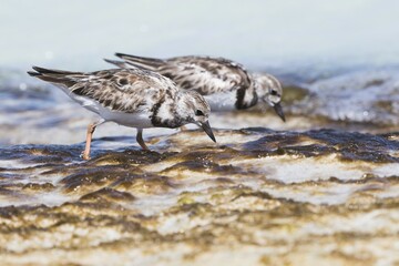 Two Ruddy turnstones (Arenaria interpres) searching for food in shallow water, Cayo Santa Maria, Cuba, Central America