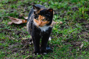 Farm or barn cat outdoors, animal wildlife, felis catus
