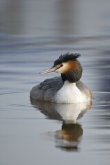 Great Crested Grebe (Podiceps cristatus), Emsland, Lower Saxony, Germany, Europe