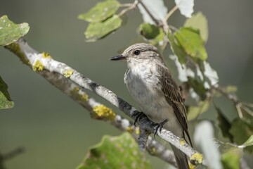 Spotted Flycatcher (Muscicapa striata) sitting in tree on a branch, Natural Park of S'Albufera, Majorca, Spain, Europe